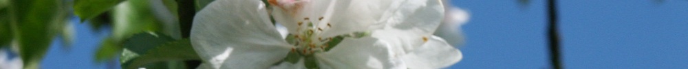 Lente 01.jpg